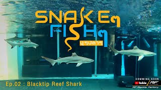 วิธีวัดค่าน้ำทะเล SnakeๆFishๆ Ep02 ฉลามหูดำ Part 2 [upl. by Yemiaj]