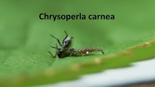 Common green lacewing larvae eats an aphid [upl. by Maighdlin]