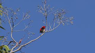 Scarlet Honeyeater at Spring Mountain Jul 2024 [upl. by Ardelle]