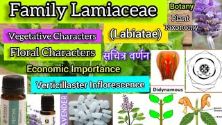 Family Lamiaceae Labiatae Plant taxonomy Plant families [upl. by Thamos]