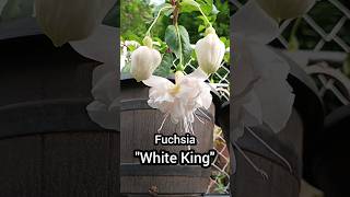 Fuchsia White King One of the larger varieties of this plant and now making a spectacular display [upl. by Athalia]