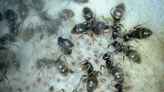 Understanding your ants Lasius niger [upl. by Ethe]