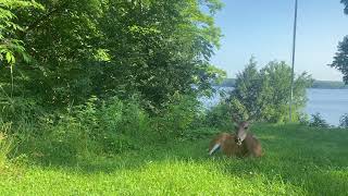 Deer Cottage Ontario  Canada [upl. by Huntingdon]