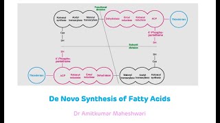 Fatty Acid Synthesis  De Novo Synthesis of Fatty Acids  Biochemistry [upl. by Juana]