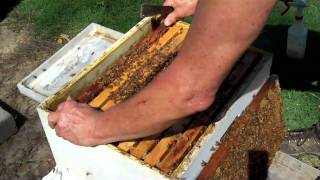 Honeybee Colony ReQueening Part 3 DurhamsBee Farmcom [upl. by Sadnalor]