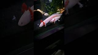 Axolotl Mating Dance [upl. by Evaleen]