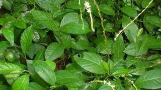 Guiné  Plantas medicinais  cura natural para sarna e picadas de insetos uso humano e veterinário [upl. by Snowber290]