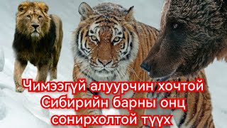 Амурын бар хамгийн аюултай араатан Гоё Түүхүүд Goy tuuhuud mongol heleer монгол хэлээр [upl. by Pulling]