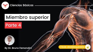 Ciencias Básicas  Anatomía Humana MIEMBRO SUPERIOR PARTE 4 [upl. by Trillby]