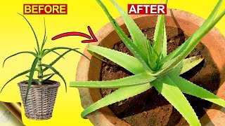 3 SECRETS TO GROW THICK amp FLESHY ALOE VERA LEAVES  Aloe Vera Plant Hacks [upl. by Gnidleif]