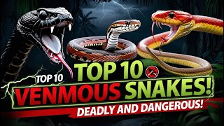 Top 10 Most Venomous Snakes in the World [upl. by Enimajneb]