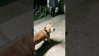 ➡️ Kyson le Boss  Je nattache pas mon chien elle appel la police [upl. by Akenal916]