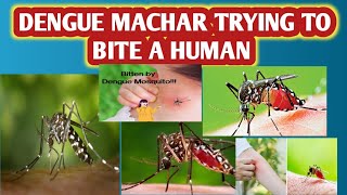 DENGUE MACHAR TRYING TO BITE A HUMAN Dengue fever 🤒dengue denguevirus foryou viralvideo [upl. by Allistir282]