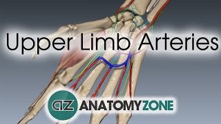 Upper Limb Arteries  Hand and Wrist  3D Anatomy Tutorial [upl. by Zasuwa828]