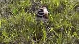 Killdeer defending nest [upl. by Mariska]