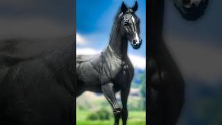 Free Black Arabian 🐎 [upl. by Anitneuq685]