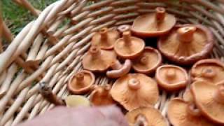 Saffron milk cap and Slippery jack mushrooms [upl. by Helyn]