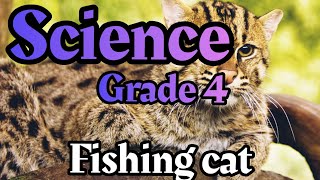 fishing cat  How tapetum lucidum works   LESSON 4  science primary 4  hunting at night [upl. by Namlak]