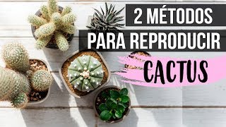 ¿Cómo reproducir cactus 2018Fácil y rápido [upl. by Rheinlander561]