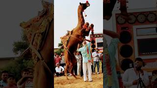 Amazing 🤩 camel beautiful 😍 dance [upl. by Danete859]