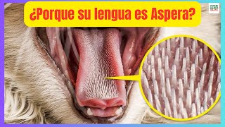 🔴 ¿PORQUE LOS GATOS TIENEN LA LENGUA ASPERA 🔴 [upl. by Magdalena]