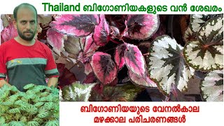 ബിഗോണിയയുടെ സർവകലാശാല ശരീഫകായോ ടൊപ്പം  Thailand 🇹🇭 Begonia’s Rare Collection [upl. by Ydassac]