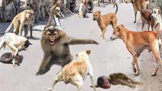 Massacre Baboons aggressively attacked the Dogs to avenge their brutally murdered fellows [upl. by Melinde296]