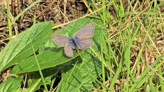 20241015 LJUBLJANA Prule LEPIDOPTERA Metuljček [upl. by Siurtemed]