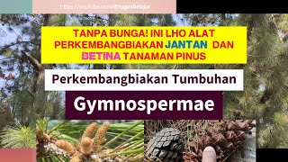 Tanpa Bunga Ini Lho Strobilus Jantan Betina Alat Perkembangbiakan Pinus Gymnospermae [upl. by Ynnub]