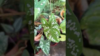 Caladiums or beautiful plants garden plantvarieties sumabhoopalam [upl. by Yenruoc]