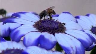 Bees over Florists Cineraria [upl. by Angil]