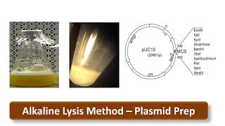 Alkaline lysis  Plasmid Prep  Plasmid Isolation Principle and Method Explained [upl. by Anneh]