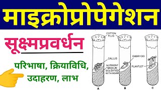 माइक्रोप्रोपेगेशन  micropropagation in plant tissue culture  Methods example advantages in hindi [upl. by Lilllie]