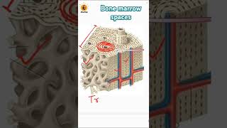 Bone marrow spaces  Red bone marrow  Trabeculae  Spongy amp compact bone  Lamellae of bones [upl. by Constantine]