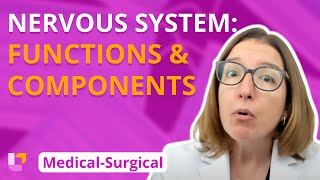 Nervous System Functions and Components  MedicalSurgical  LevelUpRN [upl. by Rois912]