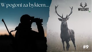 9 W pogoni za bykiemRykowisko 2024 Red Stag Hunting [upl. by Nette]