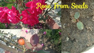 How To Grow Rose From Seeds Step By Step Guide [upl. by Yroggerg]