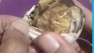 🌈Lets open BALUT ready to eat🥚egg embryo ASMR trending yummy🥚 [upl. by Laurie]