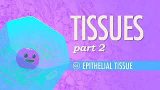 Tissues Part 2  Epithelial Tissue Crash Course Anatomy amp Physiology 3 [upl. by Enaoj]