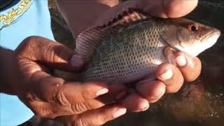 Fishing in Chaguaramas at Anchorage Trinidad  Caribbean Multiple Species [upl. by Vladimar]