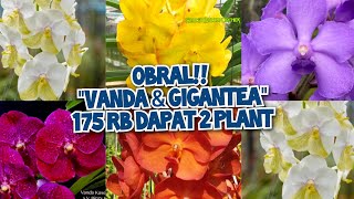 STOCK BARU VANDA amp GIGANTEA  175 RB DAPAT 2 PLANT no admin 085782741417 🙏💯 [upl. by Wyne]