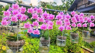 Hanging orchid garden does not need watering flowers bloom continuously for 4 seasons [upl. by Ditter]