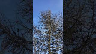 Japanese Larch  crown  March 2019 [upl. by Brigitta665]