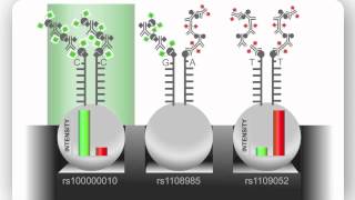 Illumina Infinium Assay An Overview [upl. by Uticas788]