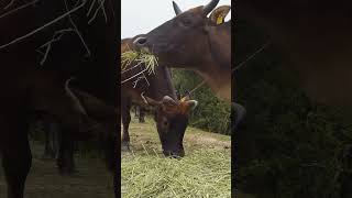 Why herbivores Animals Eat Flesh  शाकाहारी जानवर मांस क्यों खाते हैं shorts animals [upl. by Leksehc]