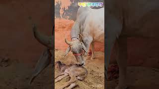 देखों देसी गाय की सुंदरता DesiCow Nanha Lajwana Dairy Farm [upl. by Dnalhsa431]