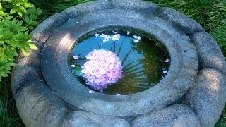 Zen Garden Flowers  Relaxation Meditation Mindfulness [upl. by Ailhad]