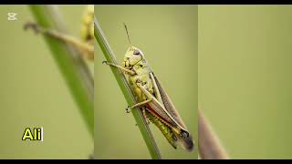 Orden Orthoptera [upl. by Alyk439]