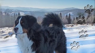 Berneński pies pasterski i Beskidy zimą [upl. by Alieka]