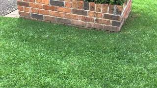 Kikuyu Lawn Care Lawn Greener Lawn Aerator What Grass Is That Love My Lawn [upl. by Yddub383]